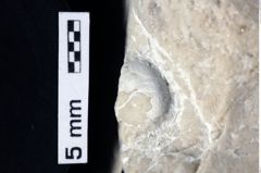 Foto (Detailansicht) von Decapoda indet. (NHMW-GEO-1990-0041-0396)